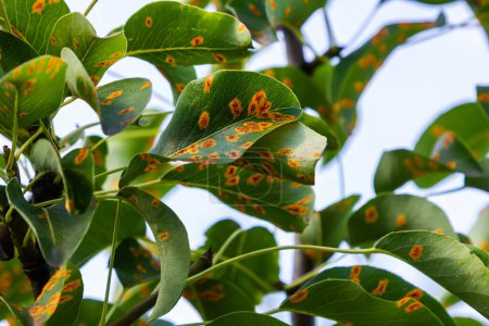Photo for Pear leaves with pear rust infestation. - Royalty Free Image
