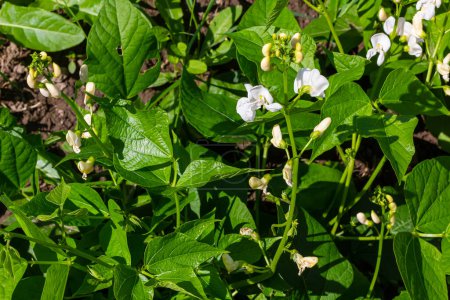 Schöne Blüten der Runner Bean Pflanze Phaseolus coccineus, die im Garten wächst.