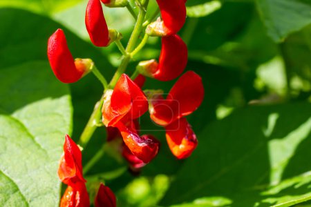 Beautiful flowers of Runner Bean Plant Phaseolus coccineus growing in the garden.