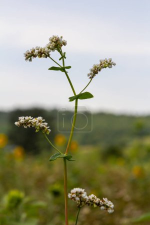 flor de trigo sarraceno en el campo
.