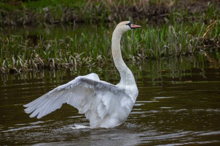 The mute swan Cygnus olor on the water of a small river. A beautiful white bird.