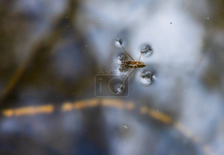 Insecto Gerris lacustris, conocido como patinador común del estanque o strider común del agua es una especie de estrangulador del agua, que se encuentra en Europa tienen capacidad para moverse rápidamente sobre la superficie del agua y tienen patas hidrofóbicas.
