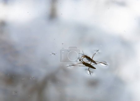 Insekt Gerris lacustris, bekannt als gemeiner Teichläufer oder gemeiner Wasserläufer, ist eine in Europa vorkommende Art von Wasserläufer, die sich schnell auf der Wasseroberfläche bewegen kann und hydrophobe Beine hat..