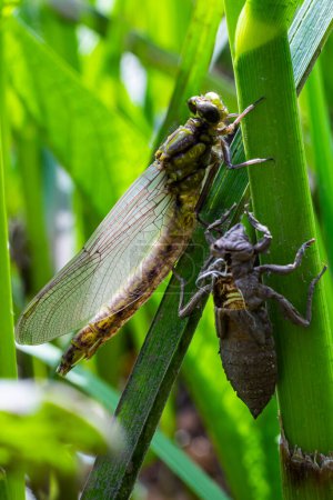 Cáscara gris libélula larval. Exuvia ninfal de Gomphus vulgatissimus. Los filamentos blancos que cuelgan de la exuvia son forros de traqueas. Exuviae, cubierta exterior seca en la hoja de hierba.