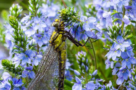 Libelle Gomphus vulgatissimus vor grünem Hintergrund, Makroaufnahme mit Tau. auf den Flügeln. Blaue Blumen am Morgen eines sonnigen Sommertages.