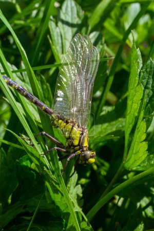 Larve coquille grise libellule. Exsuvia nymphale de Gomphus vulgatissimus. Les filaments blancs suspendus à l'exuvie sont des doublures de trachées. Exuviae, enveloppe extérieure séchée sur un brin d'herbe.