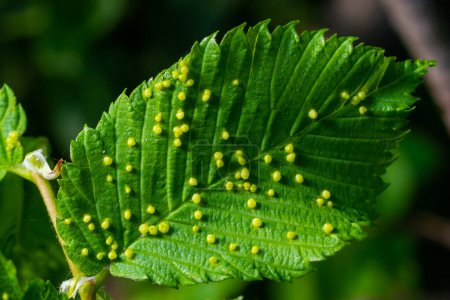 Leaves with gall mite Eriophyes tiliae. A close-up photograph of a leaf affected by galls of Eriophyes tiliae. High quality photo