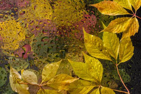 abstrakter Hintergrund Herbst, Glas Tropfen Herbst gelb Blätter feuchtes Oktoberwetter.