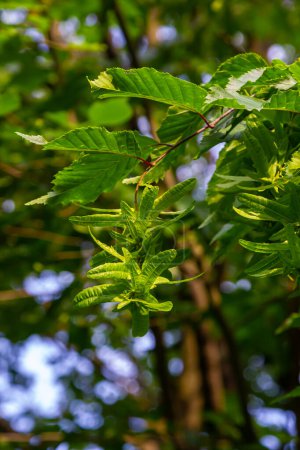 Branch of a hornbeam Carpinus betulus with drooping inflorescence and leaves in autumn, selected focus, narrow depth of field, copy space in the blurry background.