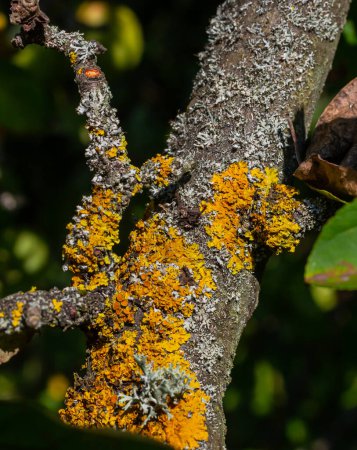 Die orangefarbene Flechte Xanthoria parietina, Gelbschuppflechte, Meeresflechte oder Küstenflechte Xanthoria parietina ist eine Laub- oder Blattflechte. Intensive Farbe der Strukturen auf Zweigen eines Baumes, Details in Makro-Nahaufnahme.