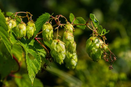 Hop cones grow on the stem of the plant.