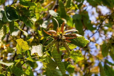Rama de un carpe Carpinus betulus con inflorescencia descendente y hojas en otoño, foco seleccionado, profundidad de campo estrecha, espacio de copia en el fondo borroso.