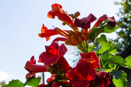 Beautiful red flowers of the trumpet vine or trumpet creeper Campsis radicans surrounded by green leaves.