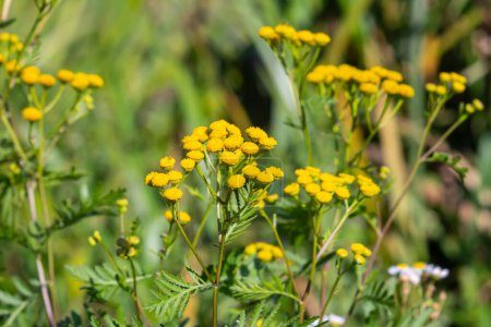 Tansy est une plante à fleurs herbacée vivace utilisée en médecine populaire.