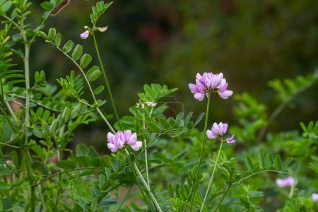 Beautiful, delicate white and pink flowers of crown vetch Securigera varia.