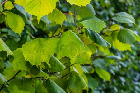 Hojas de Hazel verde fresco se cierran en la rama del árbol en primavera con estructuras translúcidas sobre un fondo borroso. Fondo natural.
