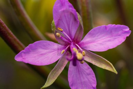 El primer plano de la leña Las flores de epilobio, lila - las flores de color del té kopor, la planta medicinal.