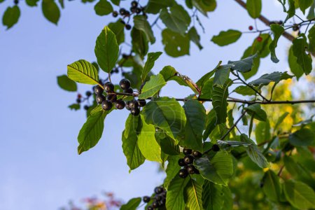 Hojas y frutos del arbusto medicinal Frangula alnus, Rhamnus frangula con bayas venenosas negras y rojas de cerca.