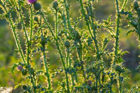 Cirsium vulgare, Cardo lanza, Cardo toro, Cardo común, planta de cardo de corta duración con espina dorsal tallos alados y hojas, cabezas de flores de color rosa púrpura, rodeado de br espinoso.
