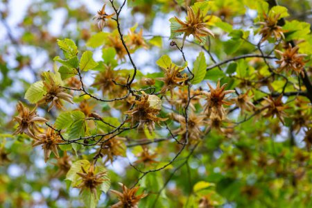 Branches of the hornbeam, species of Carpinus betulus, or common hornbeam with green leaves and ripe seeds in the brown three-pointed leafy involucres in sunny morning.