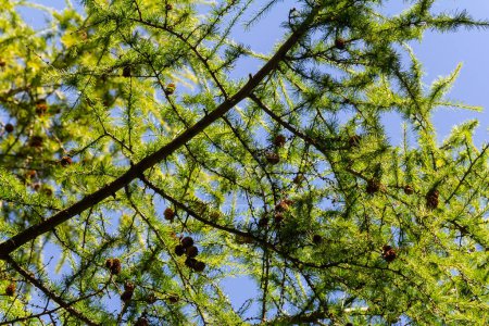 une branche de mélèze avec des jeux de printemps vert vif, sur un fond bleu ciel.