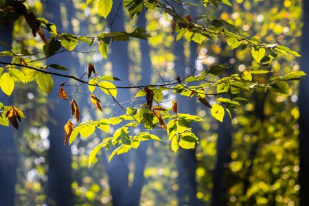 Hermoso y armonioso detalle del bosque, con hojas de carpe
.