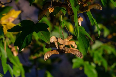 Ein Bündel Früchte von Acer platanoides, auch als Norwegischer Ahorn bekannt. Die Frucht ist ein doppelter Samara mit zwei geflügelten Samen.
