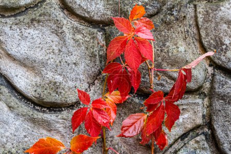 Blick auf schöne rot verfärbte Blätter einer Parthenocissus tricuspidata Pflanze auf einer grauen Steinmauer, Kopierraum.