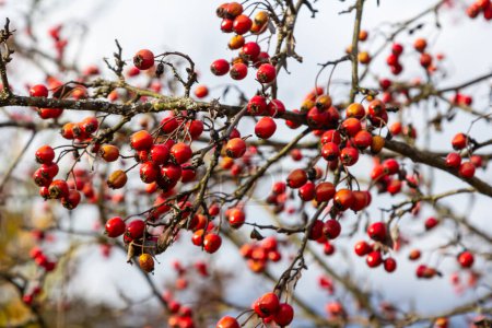 Hawthorn red berries grow on a bush.
