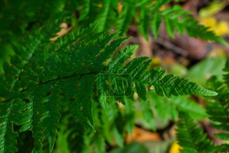 Green leaves of a young fern in spring and early morning under the bright sun.