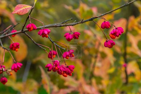 Euonymus europaeus huso común europeo maduración capsular frutos de otoño, de color rojo a púrpura o rosa con semillas de naranja, hojas otoñales de colores.