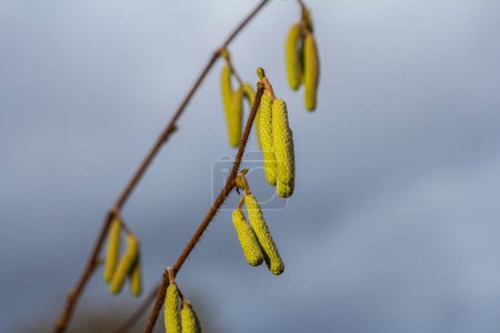 Haselkätzchen im Frühling. Die Haselnussblüten hängen als Frühlingsboten an einem Haselnussstrauch. Haselnuss-Ohrringe an einem Baum vor blauem Herbsthimmel. Grüne männliche Blüten einer gewöhnlichen Hasel .
