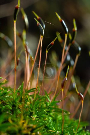 Precious drops of water from the morning dew covering an isolated plant of Ceratodon purpureus that is growing on the rock, purple moss, Burned ground moss on the stone, warm colours closeup.