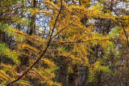 Yellow larch branch with a pine cone in autumn in a wet forest.