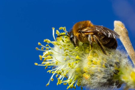 A bee on a branch of a blooming willow.