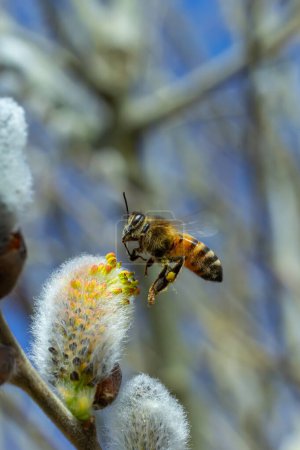 Eine Biene auf einem Zweig einer blühenden Weide.