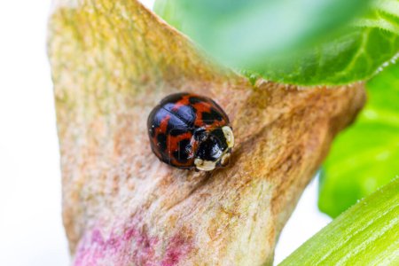 Asian ladybird beetle Namitento, Harmonia axyridis with orange spots on black sitting in the forest green leaves Sunny outdoor close up macro photograph.