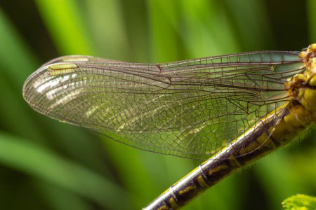 Cáscara gris libélula larval. Exuvia ninfal de Gomphus vulgatissimus. Los filamentos blancos que cuelgan de la exuvia son forros de traqueas. Exuviae, cubierta exterior seca en la hoja de hierba.