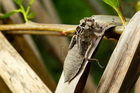 Grauer Panzer der Libelle. Nymphal exuvia von Gomphus vulgatissimus. Weiße Filamente, die aus dem Exsuv hängen, sind Auskleidungen der Luftröhre. Exuviae, getrocknete Außenhülle auf Grashalm.