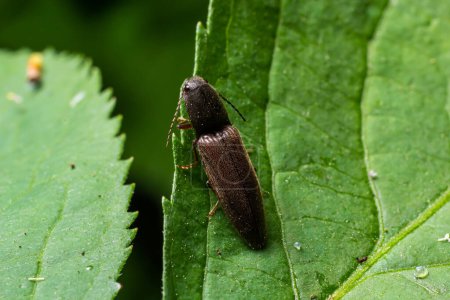 Closeup on a brown hairy clicking beetle, Athous haemorrhoidalis, sitting on a green leaf in the forrest.