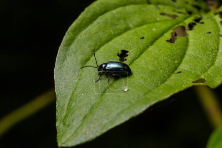 Closeup shot of a altica flea beetle at the edge of a green leaf.