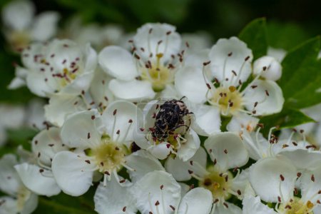 White spotted rose beetle: A Beneficial Insect for Pollination and Organic Recycling. Oxythyrea funesta.