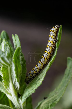 Photo for Mullein Cucullia verbasci Caterpillars feeding on garden flower leaves . - Royalty Free Image