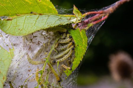 Group of Larvae of Bird-cherry ermine Yponomeuta evonymella pupate in tightly packed communal, white web on a tree trunk and branches among green leaves in summer.