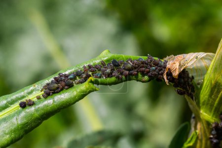 Foto de El pulgón de frijol negro Aphis fabae es un miembro del orden Hemiptera. Otros nombres comunes incluyen mosca negra, pulgón de frijol y pulgón de hoja de remolacha. Es plaga de muchos cultivos. - Imagen libre de derechos