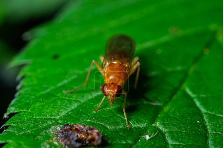 Männliche Fruchtfliege Drosophila Melanogaster sitzt auf einem Grashalm mit grünem Laubhintergrund.