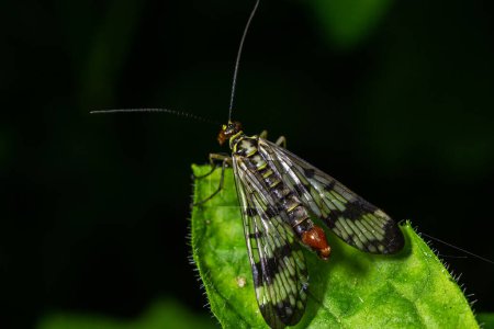 Großaufnahme einer deutschen Skorpionfliege, Panorpa germanica sitzt auf einem grünen Blatt.