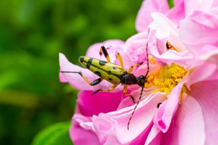Closeup on a Spotted longhorn beetle, Leptura maculata on the pink flower, Daucus carota.
