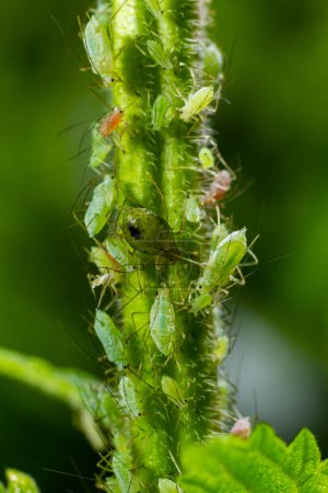 Macrosiphum rosae, the rose aphid is an aphid of the family Aphididae, Hemiptera.