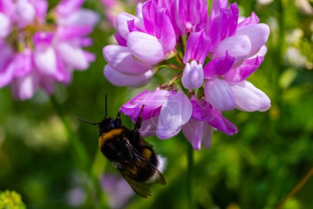 Primer plano en un pequeño jardín europeo abejorro, Bombus hortorum, beber néctar forma una flor de cardo púrpura.
